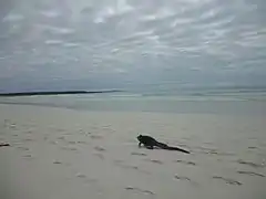 Iguane marin marchant sur la plage de Tortuga Bay, sur l'île Santa Cruz.