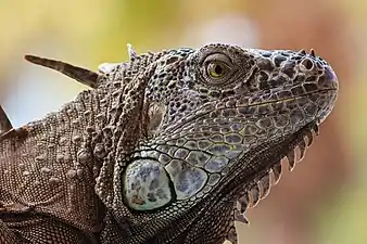 Portrait d'un Iguana iguana à Acapulco (Mexique), mai 2019.