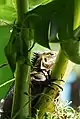 Iguana delicatissima, espèce d'iguane endémique des Petites Antilles.