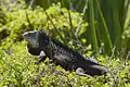 Iguane antillais.