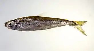 Iguanodectes sp