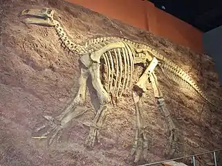 Pink Iggy, un squelette d'Iguanodon