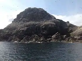 Colonie de fous de Bassan sur l’île Rouzic, fin d’été.