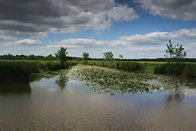 Photographie d'un canal au milieu de champs ; des lentilles d'eau.
