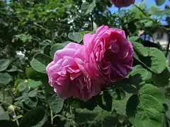 Rosa ×centifolia Cristata 'Chapeau de Napoléon' 1827