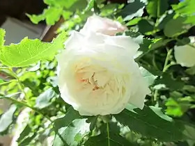 Image illustrative de l’article Boule de Neige (rose)