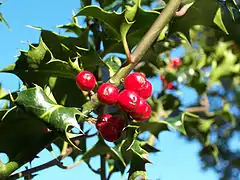 Fruits : drupes rouge vif.