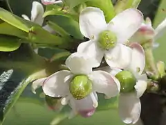 Fleur femelle portée par un long pédoncule, présentant 4 staminodes stériles et un gros ovaire supère à style réduit et stigmate lobé.