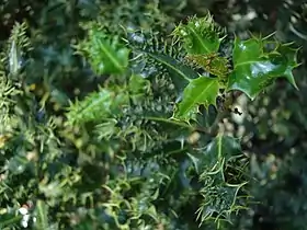 Gros plan des feuilles d'Ilex aquifolium ferox ou houx hérisson.