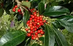Description de l'image Ilex mitis - Cape Holly tree - berries detail 2.JPG.