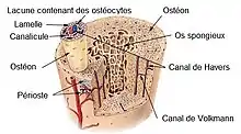 schéma en coupe d'un os long montrant les différentes structures et faisant un agrandissement sur un ostéon