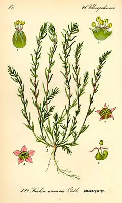 Description de l'image Illustration Bassia laniflora0.jpg.