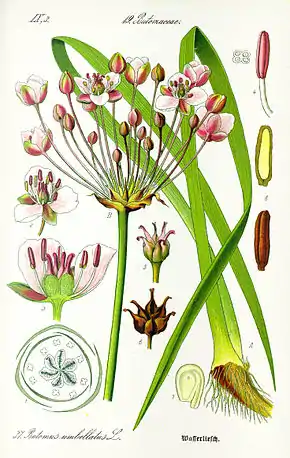 Description de l'image Illustration Butomus umbellatus1.jpg.