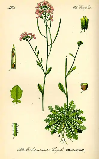 Illustration d'Arabidopsis arenosa