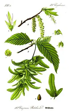 Carpinus betulus.