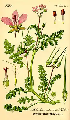 Description de l'image Illustration Erodium cicutarium0.jpg.