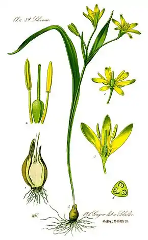 Description de l'image Illustration Gagea lutea0 clean.jpg.