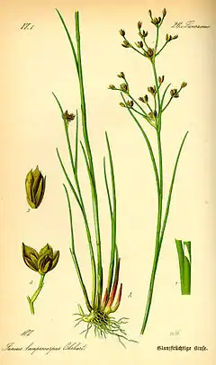 Description de l'image Illustration Juncus articulatus0.jpg.