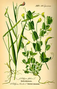 Lathyrus nissolia.