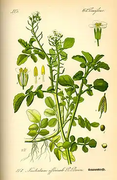 Description de l'image Illustration Nasturtium officinale0.jpg.