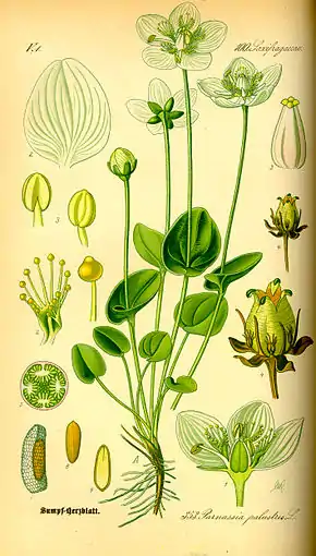 Description de l'image Illustration Parnassia palustris0.jpg.