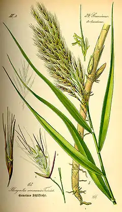 Phragmites australis, le roseau commun.