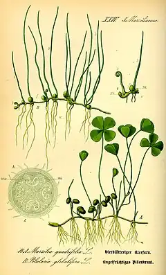 Marsilea quadrifolia, illustration.