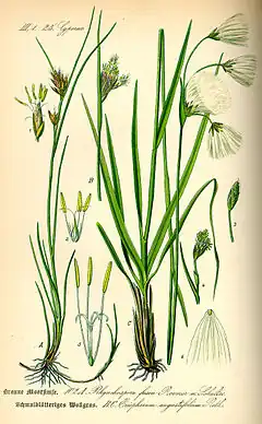 Description de l'image Illustration Rhynchospora fusca0.jpg.