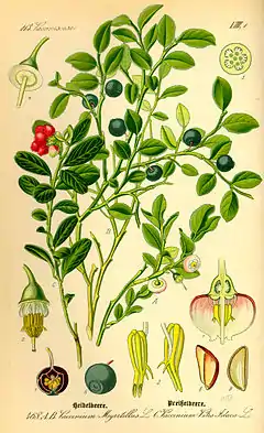 Description de l'image Illustration Vaccinium myrrtillus0.jpg.