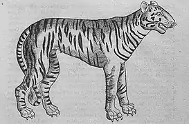 Représentation d'un tigre au XVIe siècle.
