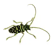 Description de l'image Illustrations of Exotic Entomology Lamia Mirabilis.jpg.