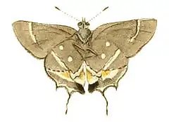 Description de l'image Illustrations of Exotic Entomology Thecla acis.jpg.