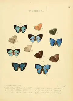 Description de l'image Illustrations of diurnal Lepidoptera 46.jpg.