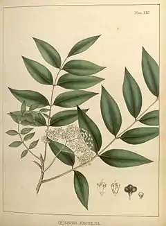 Description de l'image Illustrations of medical botany (Plate XXII) BHL5878508.jpg.