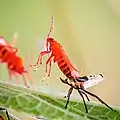 Émergence (dernière mue) chez Lygaeus equestris, la punaise équestre.