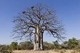 Adansonia digitata est aussi appelé « l'arbre à l'envers » car son ramage ressemble à un système racinaire. Il est devenu l'emblème non seulement du parc national d'Iona, mais aussi de tout le pays.