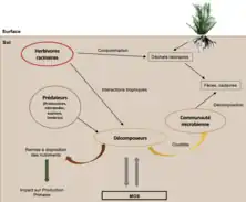 Existence de transferts trophiques d’énergie et de nutriments des plantes vers les réseaux alimentaires détritiques