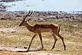 Parc national de Chobe, Botswana.