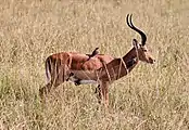 Association entre un impala et des oiseaux pique-bœuf. Dans cette entente mutuelle, le pique-bœuf se nourrit sur le corps de l'impala, qui est débarrassé des parasites et des tiques et averti en cas de danger par les cris de l'oiseau.