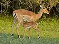 Femelle et son jeune (Parc national Kruger, Afrique du Sud).