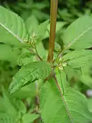 Feuilles d'Impatiens glandulifera