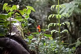 Impatiens kilimanjari, espèce endémique de la forêt pluviale.