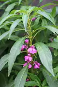 Impatiens balsamina.