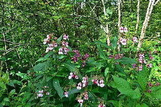 Balsamine de l'Himalaya, La Bresse.