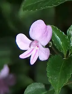 Description de l'image Impatiens pseudoviola flos.jpg.