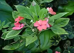 Impatiens walleriana, l'impatiens de Nouvelle-Guinée