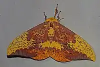 L'imperial moth a évolué pour ressembler à une feuille sèche.