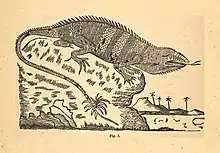 Iguana delicatissima gravure du XIXe siècle