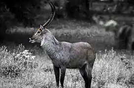 Antilope de cobe à croissant (Kobus ellipsiprymnus)
