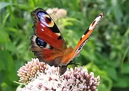 Papillon de jour typique.